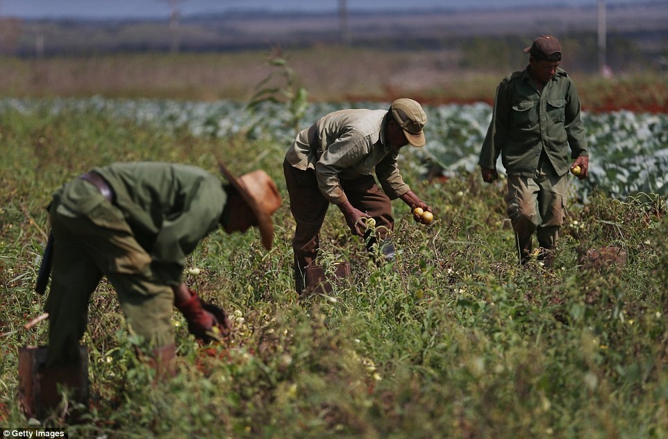 Nông dân thu hoạch cà chua bằng tay, sau đó vận chuyển bằng ngựa...