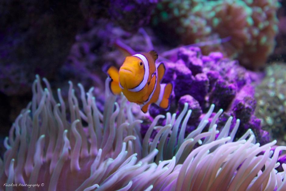 Rặng san hô Great Barrier Reef, Australia là bối cảnh mở màn của phim Finding Nemo (Đi tìm Nemo) với hành trình đến cầu cảng Sydney của chú cá hề Marlin và cô bạn Dory đi tìm cậu con trai mất tích Nemo.