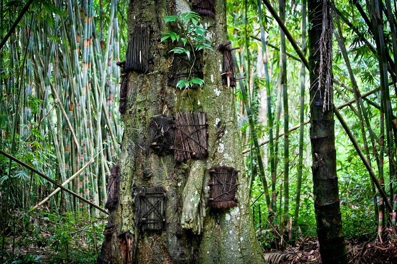 Theo thời gian, cây lớn lên, lỗ hổng liền miệng và người ta tin rằng đứa trẻ đã được cây hấp thụ. Một cái cây có thể được dùng để chôn hàng chục em bé.