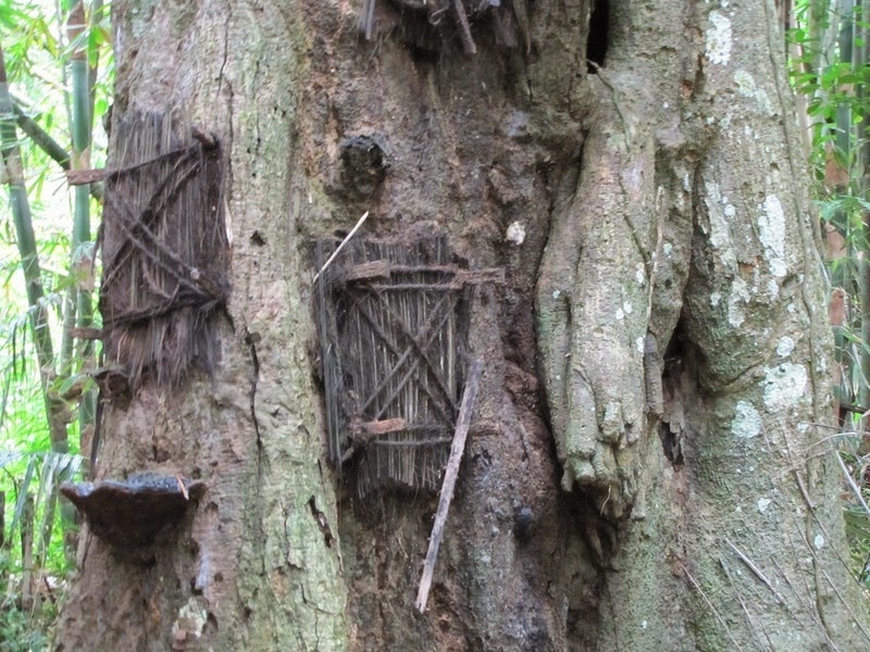 Trẻ em không được chôn trong hang hoặc treo trên vách đá mà được chôn trong một thân cây rỗng. Nếu đứa trẻ qua đời trước khi mọc răng, thì xác sẽ được bọc trong một tấm vài rồi đặt bên trong thân cây đang lớn. Lỗ hổng được bịt lại. Theo thời gian, cây lớn lên, lỗ hổng liền miệng và người ta tin rằng đứa trẻ đã được cây hấp thụ. Một cái cây có thể được dùng để chôn hàng chục em bé.