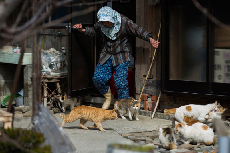Tuy nhiên, không phải cư dân trên đảo nào cũng yêu mèo. Một bà lão dùng gậy đuổi lũ mèo đi nơi khác vì chúng xới tung vườn của bà. Người dân ở đây đang tìm cách kiểm soát sự sinh sôi của loài mèo. 10 chú mèo đã bị thiến.