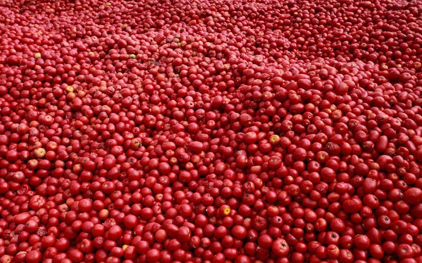 Người tham gia lễ hội dùng 300.000 quả cà chua ném vào nhau, tạo thành một biển cà chua đỏ rực.