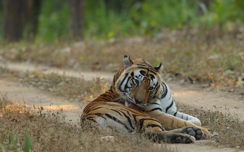 Khu bảo tồn hổ Kanha, Ấn Độ: 106 con hổ, một số lượng lớn các loài động vật hoang dã như báo, khỉ, vô vàn các loài chim được sinh sống ở Kanha. Đến đây, du khách sẽ bắt gặp Tara, chú voi trong tiểu thuyết nổi tiếng Travel on my Elephant của Mark Shand, hay các nhân vật ghi dấu ấn trong The Jungle Book của tác giả Rudyard Kipling.