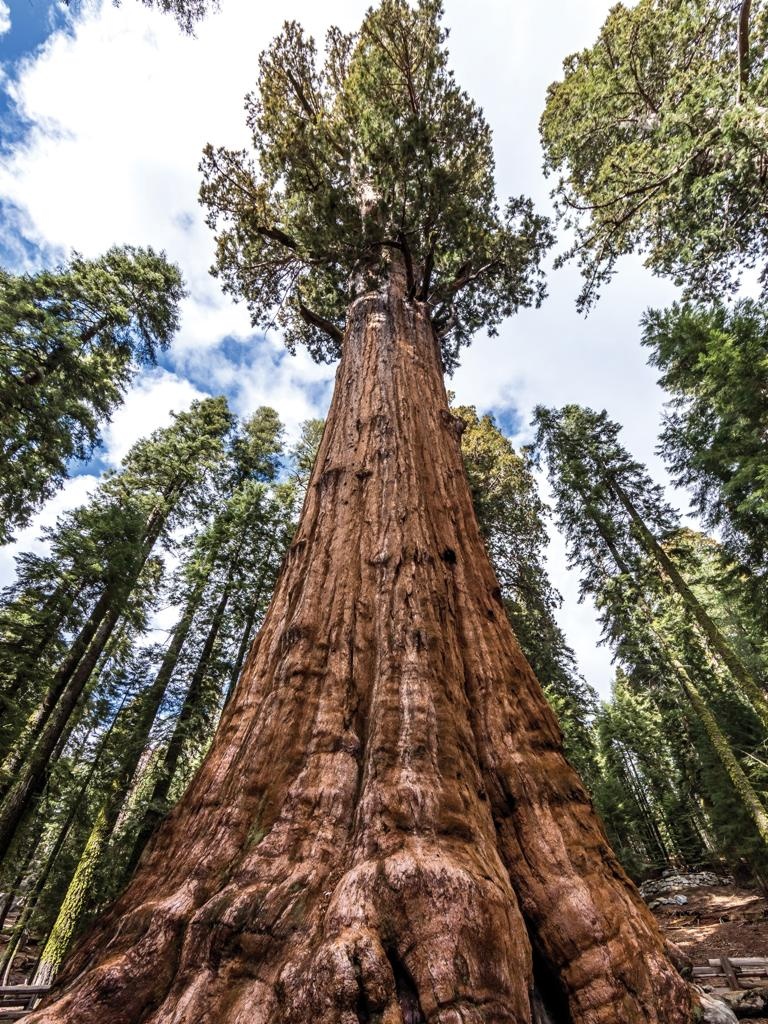 Cây lớn nhất thế giới - General Sherman, công viên quốc gia Sequoia, California, Mỹ: General Sherman là loài thuộc họ thông, còn gọi là cù tùng hay tùng bách. Cây tùng này nặng tới 2.000 tấn và cần đến 30 container mới chở hết được số gỗ của nó.