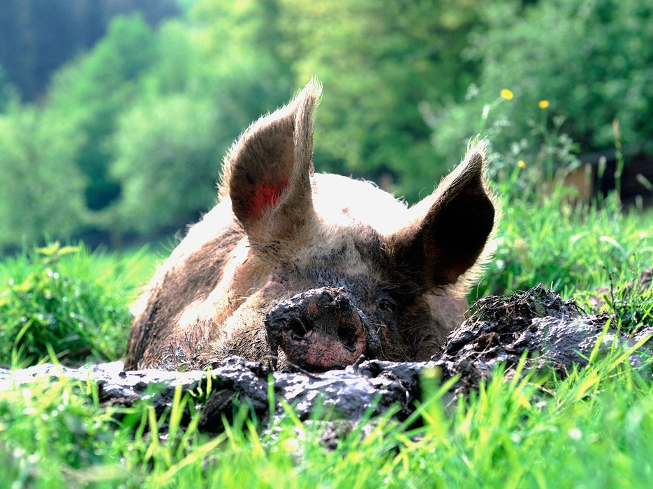 Không mang lợn lên máy bay: Năm ngoái, một phụ nữ bị đuổi khỏi máy bay sau khi bị bắt quả tang mang một chú lợn 36kg trên chuyến bay từ Connecticut đi Washington. Khi lên máy bay, chú lợn không ngừng hò hét gây mất trật tự cùng với mùi hôi khiến những hành khách xung quanh vô cùng khó chịu. 