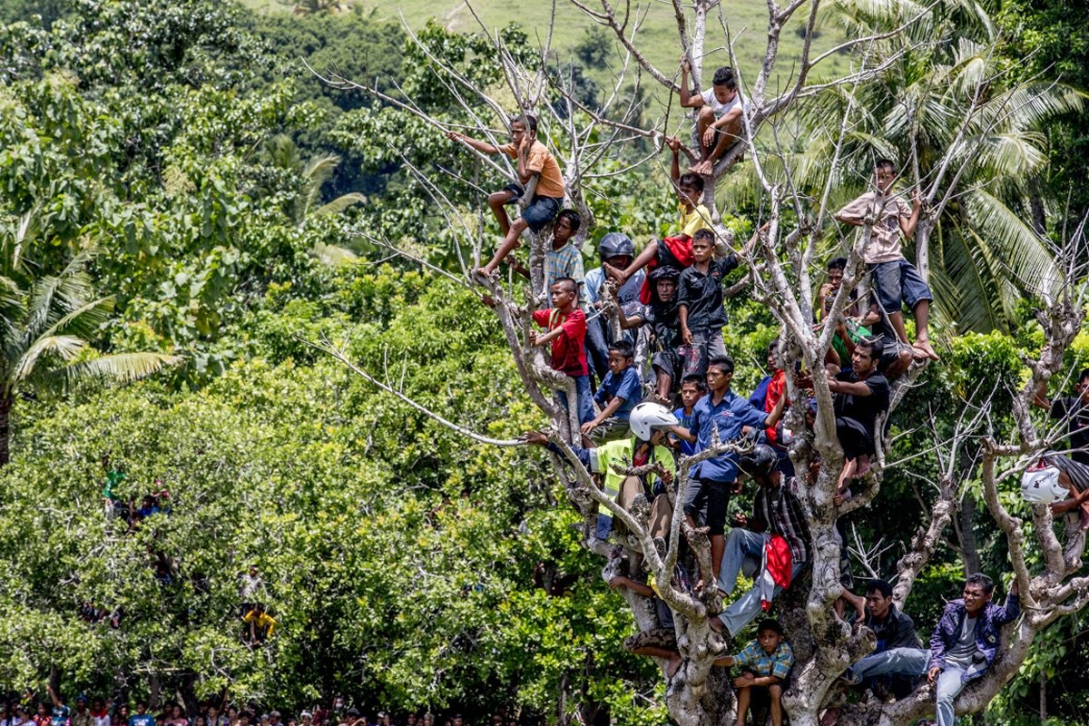 Đám đông vây quanh xem lễ hội Pasola. Nhiều người trèo lên cây để nhìn cho rõ. 