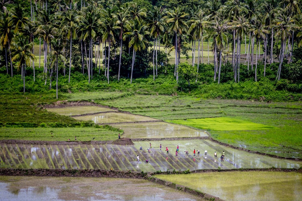 Phần lớn diện tích đảo Sumba được bao phủ bởi những cánh đồng lúa. Người Sumba tin rằng, để vụ mùa bội thu thì máu phải đổ xuống đất.