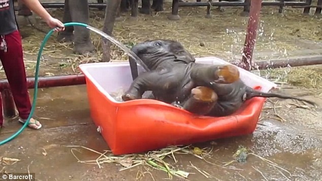 Voi con nghich ngom quang minh vao bon tam hinh anh