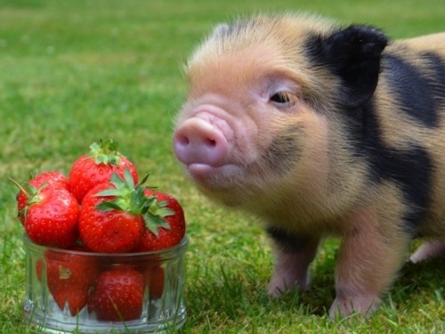 Du khách đến quán sẽ có cơ hội thưởng thức các loại đồ ăn thức uống bên cạnh những chú heo nhỏ như cái chén. Trong quán này sẽ không có các món ăn liên quan đến thịt heo.