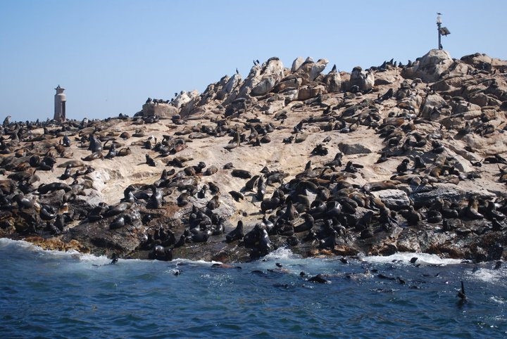 Đảo hải cẩu (Nam Phi): Hòn đảo nhỏ toàn đá ở vịnh False, Nam Phi là vương quốc của 60.000 chú hải cẩu Cape Fur. Ngoài ra, các cộng đồng nhỏ lẻ khác bao gồm mòng biển, chim cốc và chim cánh cụt. Xuôi xuống bờ biển là các loài cá voi, cá heo, cá mập Bronze Whaler bơi lượn quanh vịnh.