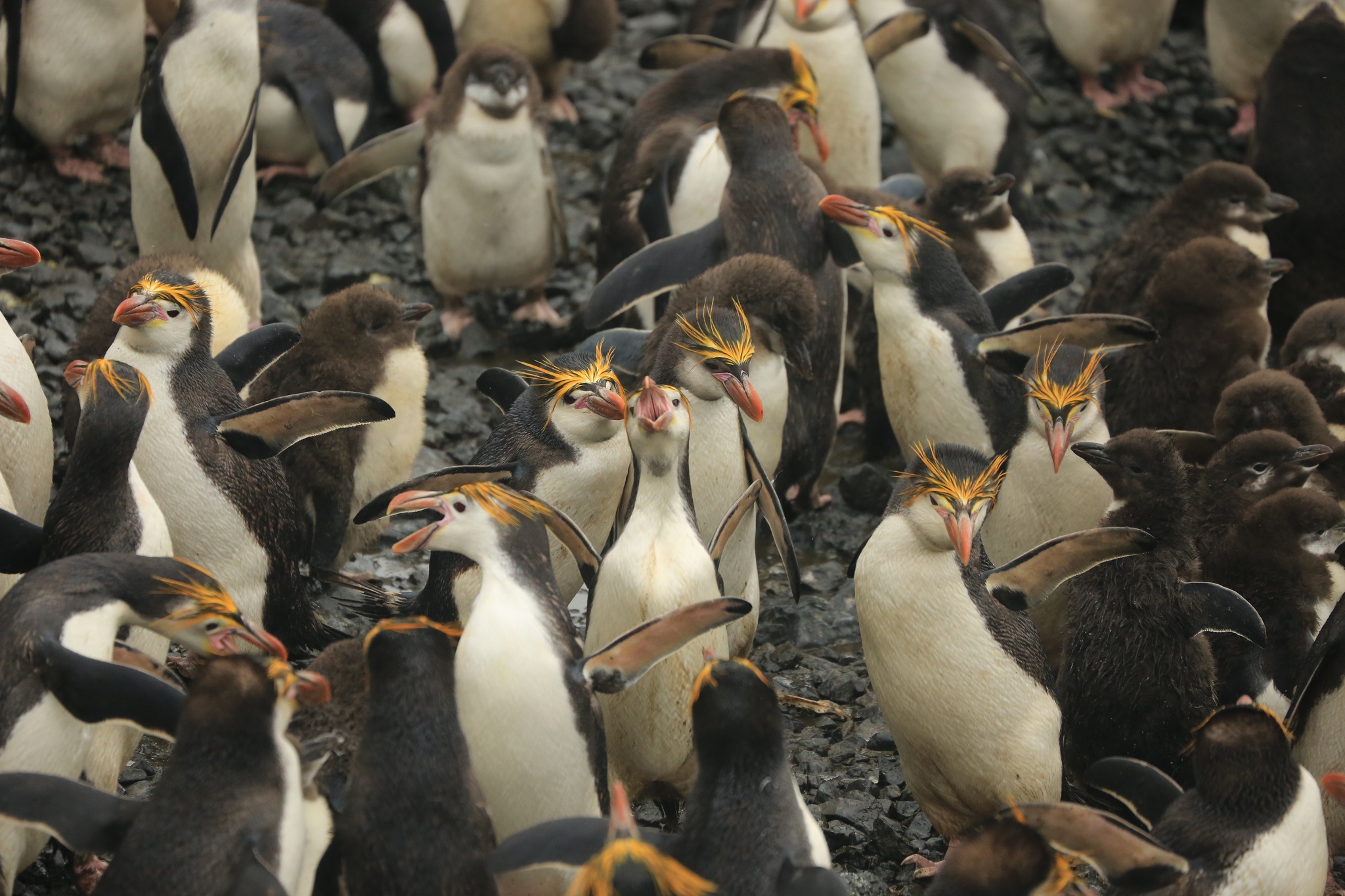 Đảo chim cánh cụt (Australia): Đảo Macquarie phía tây nam Thái Bình Dương, giữa New Zealand và Nam Cực là vương quốc của những chú cánh cụt dễ thương. Đảo được UNESCO công nhận là di sản thế giới vào năm 1997. Điểm ngắm cánh cụt đẹp nhất là vịnh Lusitania, bờ biển phía đông hòn đảo. Một trong những loài cánh cụt đẹp nhất là Rockhopper với chùm long vàng trên đầu, cổ ngắn, lông dày, đuôi ngắn hình chữ V và cứng.