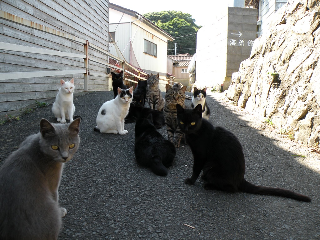 Đảo mèo (Nhật Bản): Tashirojima là thiên đường của những chú mèo Nhật bản tại Ishinomaki, Miyagi trên biển Thái Bình Dương, gần bán đảo Oshika phía tây Ajishima. Trên đảo cũng có người sinh sống, song số lượng mèo gấp nhiều lần số người ở đây. Ngay cả chó cũng bị cấm trên đảo. Dân trên đảo sống bằng nghề đánh bắt cá và tiền thu được nhờ khách du lịch đến thăm mèo.