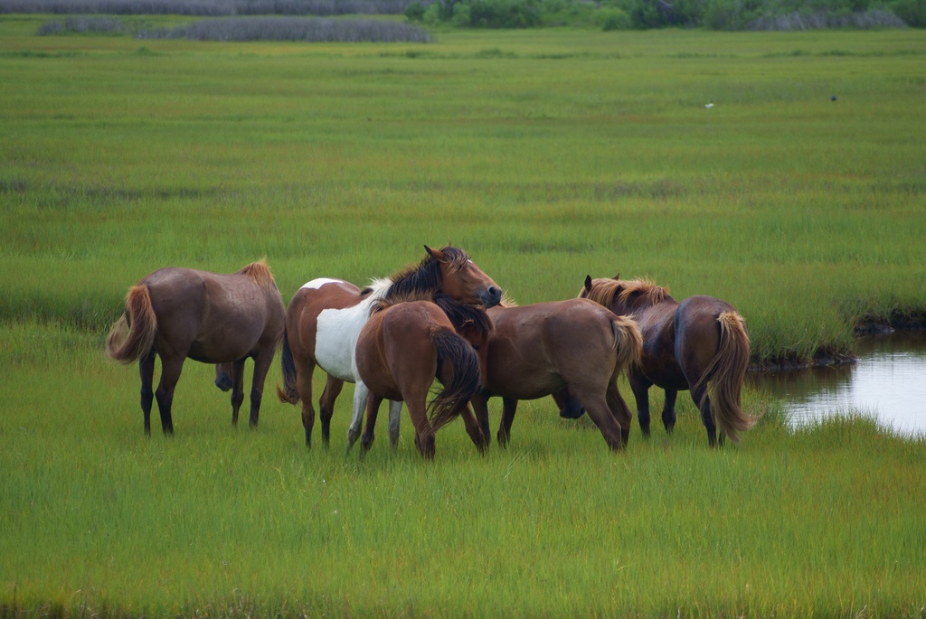 Đảo ngựa (Mỹ): Loài ngựa hoang dã có tên Assateague là cư dân hòn đảo dài 60 km nằm ở bờ biển phía tây Delmarva, bang Maryland, Mỹ. Hòn đảo không người sinh sống. Chuyện kể rằng những con ngựa tồn tại và sinh sôi trên đảo từ một vụ đắm tàu Tây Ban Nha. Ở Virginia, loài ngựa này được gọi là Chincoteague.