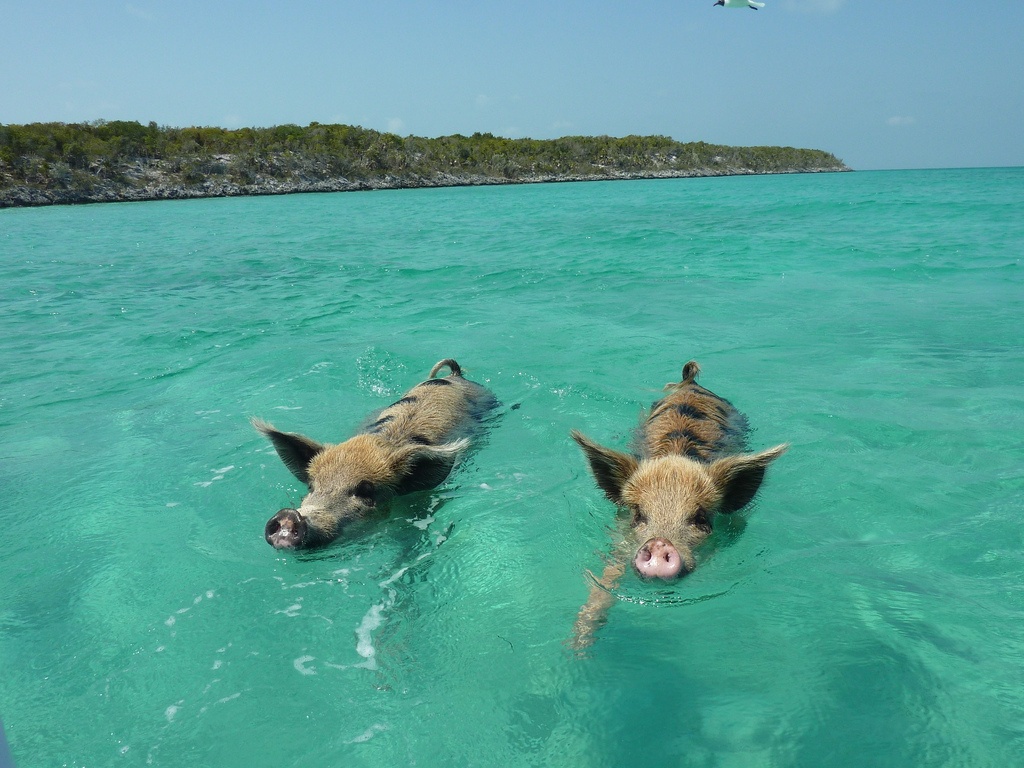 Đảo heo (Bahamas): Hòn đảo Big Major Ccay ở Exuman, Bahamas không có người ở, chỉ có những chú heo hoang dã tung tăng bơi lội. Người ta cho rằng những chú heo này do thủy thủ để lại làm bữa tối, nhưng họ đã không quay lại. Một số người khẳng định, chúng bơi từ một hòn đảo khác đến. Số khác nói rằng, chúng sống sót từ một vụ đắm tàu hoặc đây là một kế hoạch của ngành du lịch. Những chú heo trên hòn đảo học cách sinh tồn và phát triển thành đàn. Chúng thường bơi ngang qua những con tàu để tìm kiếm thức ăn hay xin thức ăn từ những chiếc thuyền du lịch. 