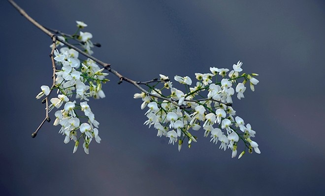 Hoa sua van vit troi Ha Noi cuoi xuan hinh anh