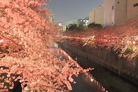 Chọn địa điểm: Du khách đến đây vào đầu tháng 4 sẽ ngỡ ngàng vì hoa anh đào nở rợp khắp trời Tokyo và mọi ngõ ngách của Nhật Bản. Những hàng cây anh đào chạy dọc các con phố, các đại lộ, kể cả những nơi bạn không ngờ nhất. Công viên Ueno là địa điểm yêu thích của người dân địa phương. Bạn có thể đến ga Ueno bằng JR hoặc tàu điện ngầm. Người ta tụ tập ngắm hoa đào đến 8h tối. Ngày thưởng hoa cuối cùng là 12/4. Chidorgafuchi không phải là nơi để picnic, nhưng có nhiều cây anh đào rất lớn. Bạn có thể thuê thuyền ngắm hoa la đà trên mặt nước hồ. Đèn lồng được thắp đến 10h tối. Đây là địa điểm lý tưởng để ngắm hoa anh đào về đêm.