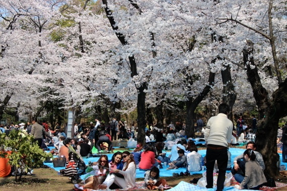 Tổ chức picnic: Người Nhật thường ăn uống dưới tán hoa anh đào trong ngày hoặc buổi tối trong ánh đèn lồng. Buổi dã ngoại có thể cùng với đồng nghiệp, gia đình, bạn bè hay có thể đi một mình.