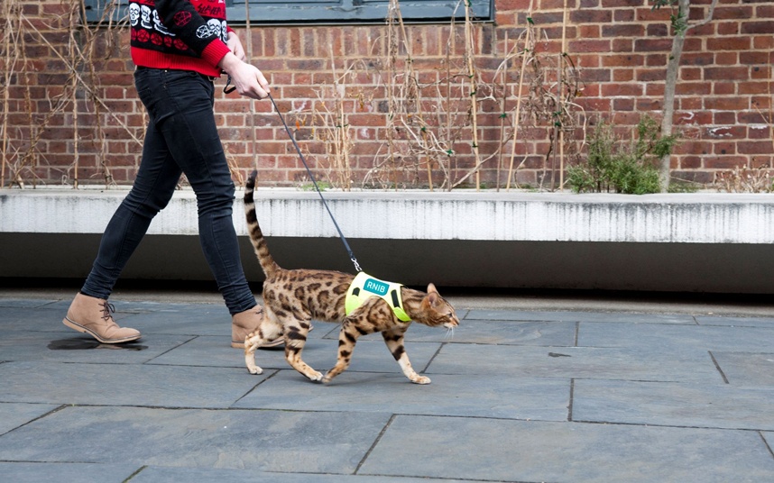 Dắt mèo đi dạo thay cho chó.