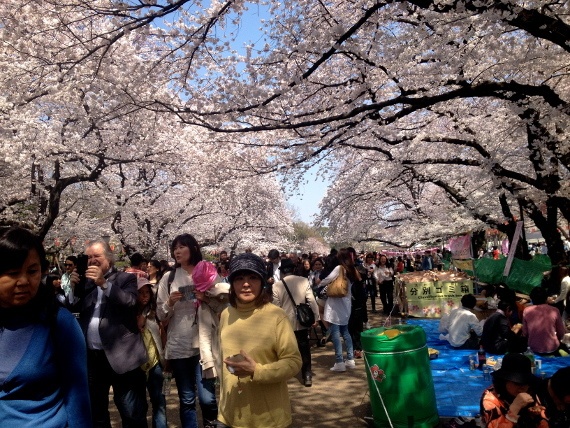 Ngam hoa anh dao dung kieu nguoi Nhat hinh anh