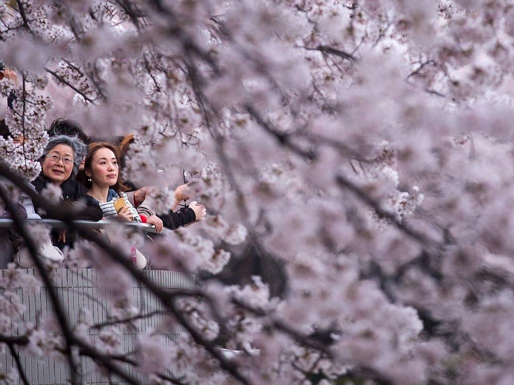 Người già, người trẻ hào hứng ngắm hoa.