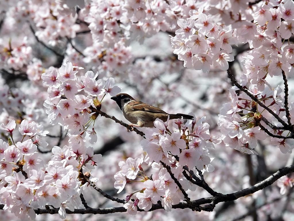 Một chú chim sẻ đậu trên cành anh đào.