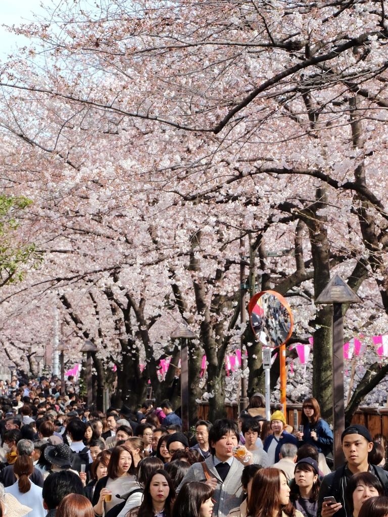 Du khách tản bộ ngắm hoa dọc bờ sông.