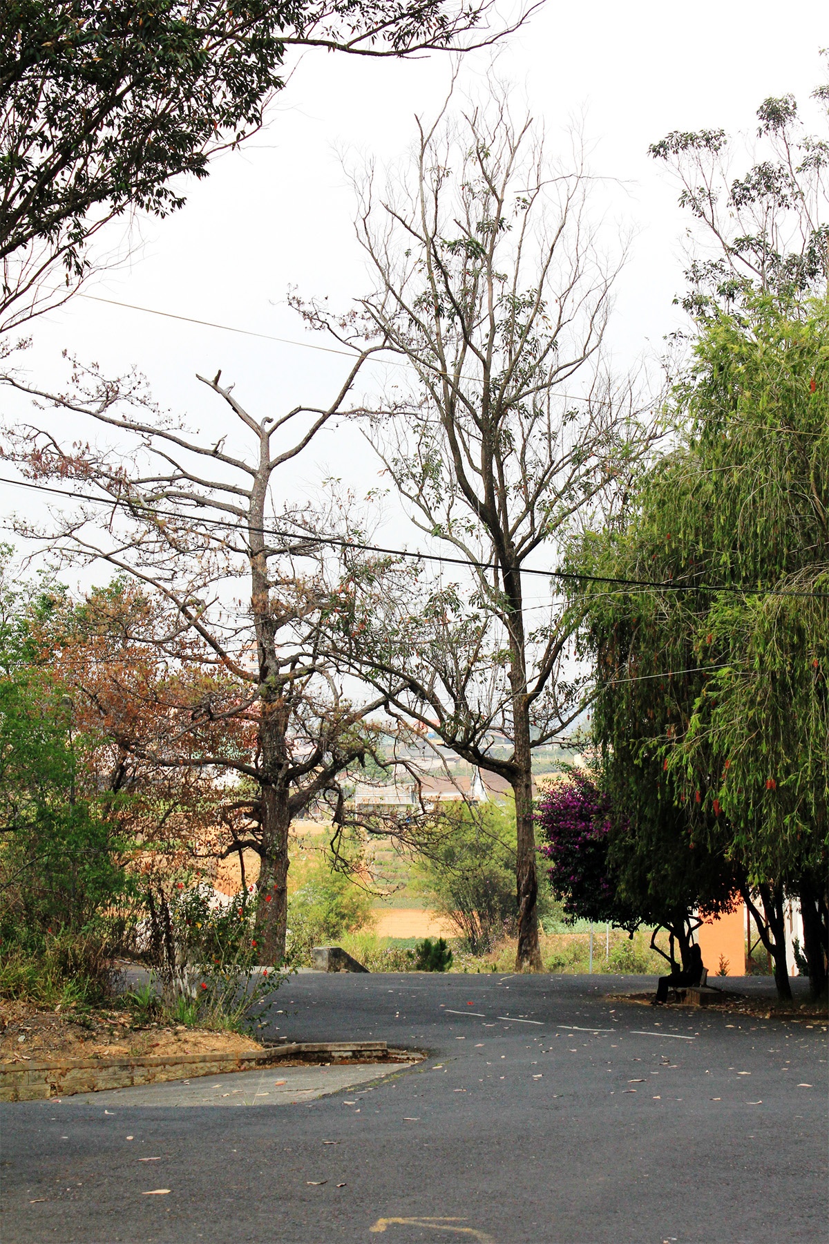 Trường ẩn mình giữa rừng thông cao vút, chạy dọc những con đường nhỏ quanh co uốn lượn, kề bên những con dốc thoai thoải đặc trưng của Đà Lạt. Nếu có cơ hội đến đây, bạn nên dành nhiều thời gian để đi dạo thăm thú, hoặc nhờ một bạn sinh viên trong trường làm hướng dẫn viên nếu không muốn bị lạc giữa “mê cung” này.