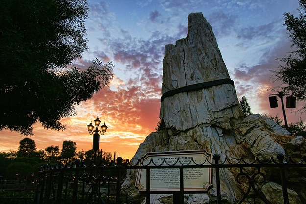 Khúc cây gần Golden Horseshoe ở Frontierland được cho là có tuổi đời từ 55 – 70 triệu năm.