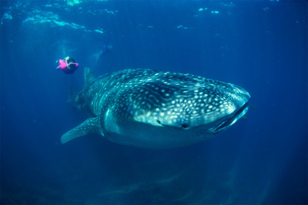 Sinh vật biển phong phú: Mỗi tour xem cá voi ở Mỹ có thể kéo dài 8 giờ đồng hồ mà chỉ xem được một hoặc hai con cá voi, còn ở Maldives, du khách có thể xem bất kỳ đâu với số lượng từ 1.500 – 2.500 cá voi và cá heo. Vào bất kỳ thời điểm nào trong năm, có khoảng 10 – 12 loài cá voi và cá heo sống quanh các rặng san hô ở Maldives. Nơi đây cũng là quê hương của loài cá lớn nhất thế giới – cá mập voi, dài từ 5,5 – 10 m.