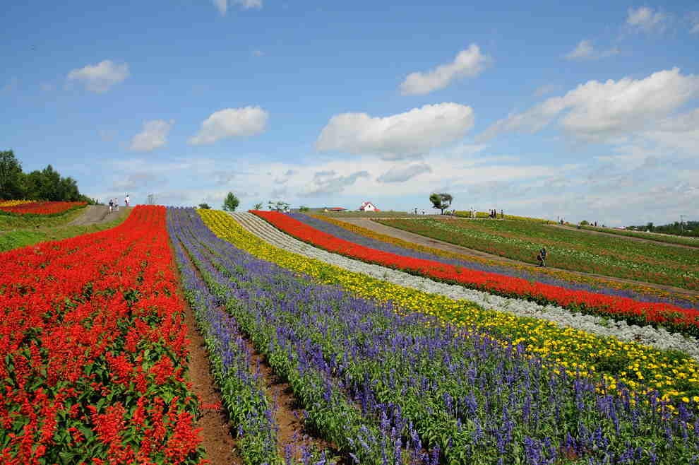Cánh đồng hoa Shikisai-no-oka, in Biei, Nhật Bản.