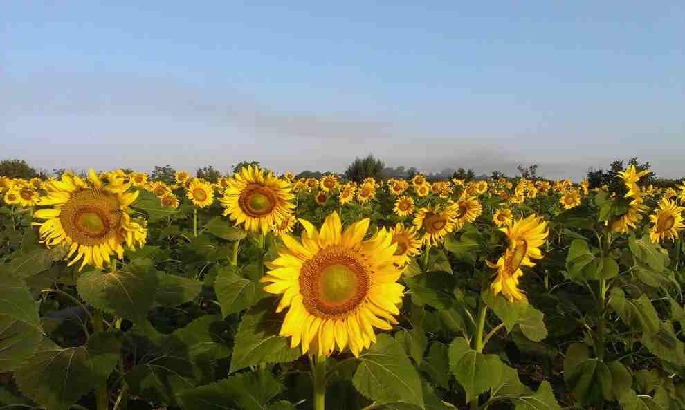 Cánh đồng hoa hướng dương ở Tuscany, Italy.