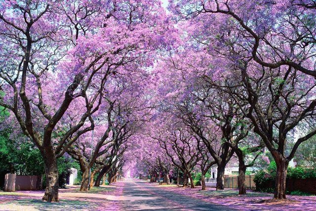 Phố Church, Pretoria, Nam Phi: Phượng tím được coi như biểu tượng của thành phố ở Nam Phi. Những năm gần đây, chính quyền thành phố cấm trồng cây mới vì loài cây này hút rất nhiều nước. Tuy nhiên, hai hàng cây già bên đường vẫn nhuộm cả con phố với màu tím vô cùng lãng mạn.