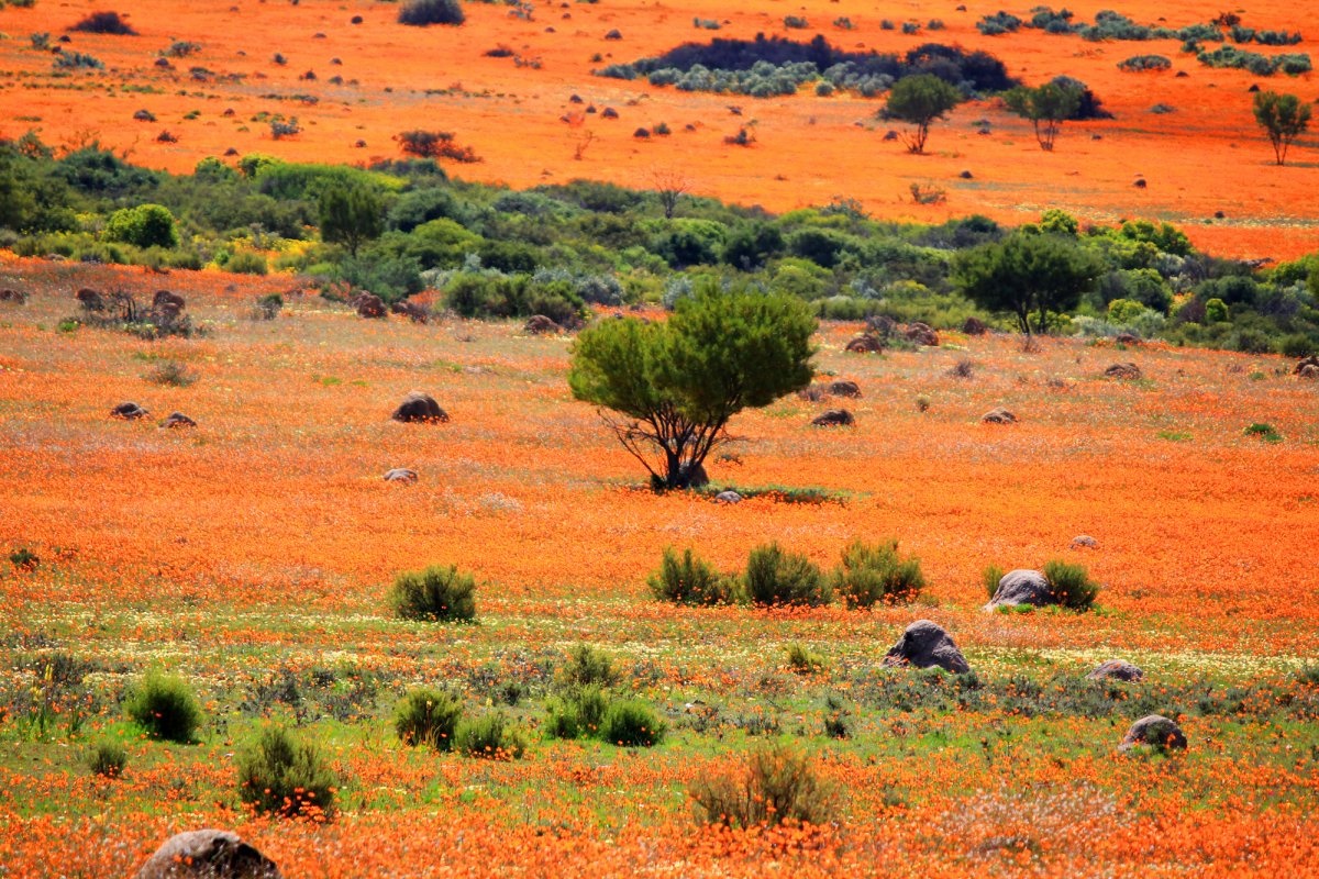 Vào mùa xuân, vùng Namaqualand, một khu vực khô cằn của Namibia và Nam Phi trải dài 965 km lại phủ đầy hoa cúc vàng và cúc trắng, tạo thành một bức tranh khổng lồ vô cùng lãng mạn. 