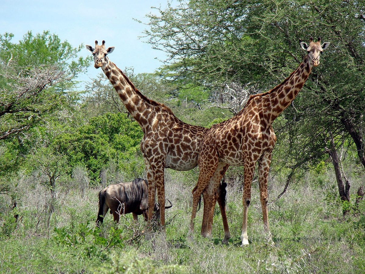 Khu bảo tồn động vật Selous Game Reserve ở Tanzania có một quần thể khổng lồ các loài voi, sư tử, cá sấu, trâu, hà mã…, với diện tích gần gấp đôi Đan Mạch. Chỉ 2% diện tích khu vực này được mở cho khách du lịch.