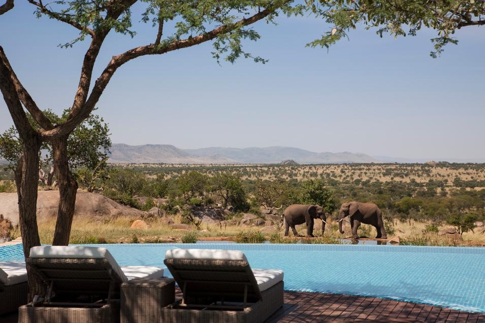 Four Seasons Safari Lodge Serengeti, Tanzania: Du khách đến đây có thể vừa bơi, vừa ngắm những chú voi nhởn nhơ đi lại cách đó chỉ vài mét. 