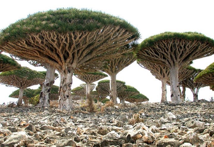 10. Đảo Socotra – Yemen: Để tới được hòn đảo có 40.000 người sinh sống này chỉ có 2 con đường và không hề có phương tiện giao thông. Hòn đảo được coi như một nơi “ngoài hành tinh” vì những loại cây kỳ dị nhiều màu sắc mọc khắp nơi trên đảo.
