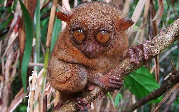 Khỉ mắt trố: Loài khỉ này độc đáo ở chỗ chúng có cặp mắt rất lớn, có khả năng nhìn đêm rất tốt. Hai chân sau của chúng rất khỏe, dùng để nhảy từ cây nọ sang cây kia để săn côn trùng và các loài động vật không xương bé nhỏ. Chúng sống chủ yếu ở Borneo, Sumatra và còn được tìm thấy ở Philippines.