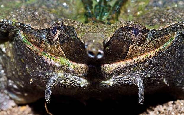 Rùa Mata mata: Loài rùa trông giống như một khúc cây xù xì với chiếc mũi rất dài hoạt động như một ống thở và hút cá. Mai rùa có thể lên tới 45 cm, và chúng có thể nặng tới 15 kg khi trưởng thành. Rùa Mata mata sống ở những ao hồ và suối nước lặng vùng Nam Mỹ như phía bắc Bolivia, phía đông Peru, Ecuado, phía đông Columbia, Venezuela và Brazil.