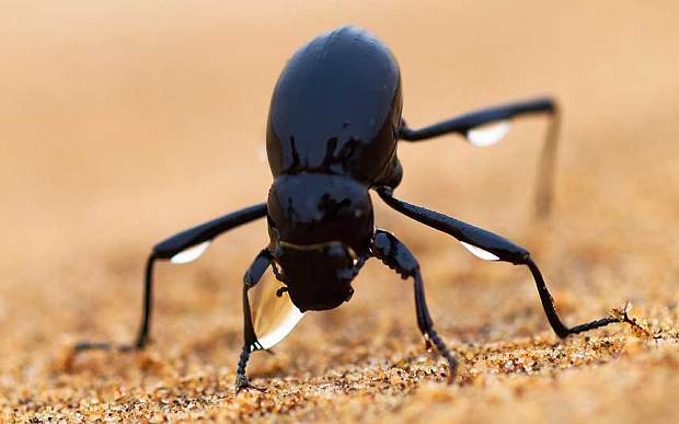 Bọ cánh cứng ăn sương: Loài bọ này thường cắm đầu xuống cát rồi dùng những chiếc chân sau để lấy những giọt sương. Chúng sống ở vùng sa mạc Namib phía tây châu Phi.