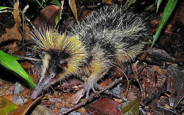 Tenrec: Đây là một loài động vật có vú và những chiếc gai như lông nhím có tác dụng tự vệ bằng cách phóng gai vào mũi hoặc bàn chân kẻ thù. Tenrec thường có màu vàng sẫm hoặc sọc nâu, nặng 200 g, ăn các loài giun đất và côn trùng. Tenrec sống theo đàn ở Madagasca.