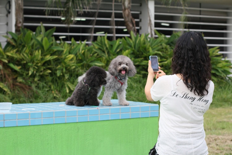 Một nét thú vị nữa là Sai Kung còn nổi tiếng là thiên đường của chó mèo. Những con chó lông xù chạy tung tăng ngoài đường, còn trên ban công, mái nhà là những con mèo nằm dài ra để sưởi nắng là khung cảnh yên bình riêng có của Sai Kung. Ảnh: Sina