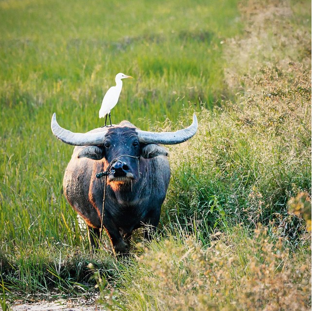 Một chú trâu trên cánh đồng ở ngoại ô Hội An, Việt Nam.
