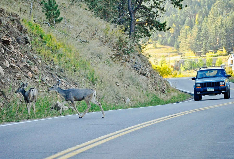Không phải ai cũng có thể nhận bừa hươu bị chẹt trên đường.