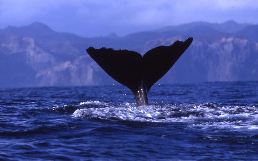 Nhật Bản có luật cấm săn bắt cá voi. Du khách có thể thưởng lãm loài động vật có vú này ở một số nơi, nhưng không được phép đánh bắt.
