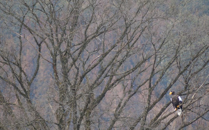 Đại bàng biển Steller: Loài đại bàng nặng nhất thế giới có gam màu sáng, mỏ vàng. Chúng sống ở Hokkaido vào mùa đông nhưng thường di cư dọc bờ đông Nhật Bản.