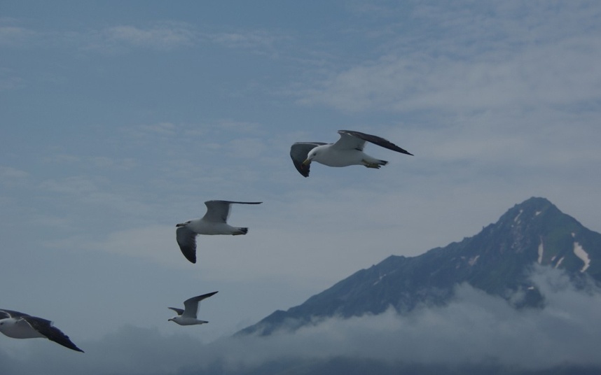 Loài chim hải âu sống ở hòn đảo núi lửa Rishiri ngoài bờ biển Hokkaido.