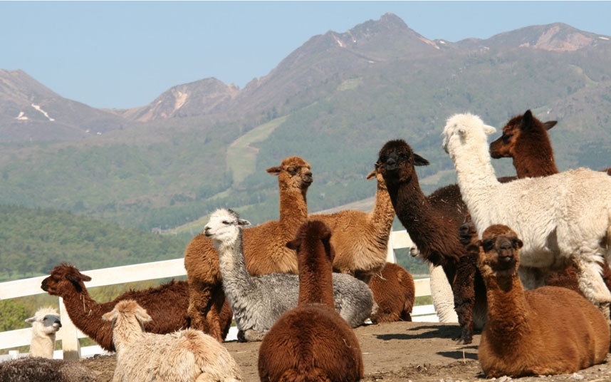 Trang trại Nasu Alpaca là một trong những trang trại lạc đà không bướu lớn nhất ở Nhật Bản, thường mở cửa cho du khách ghé thăm.