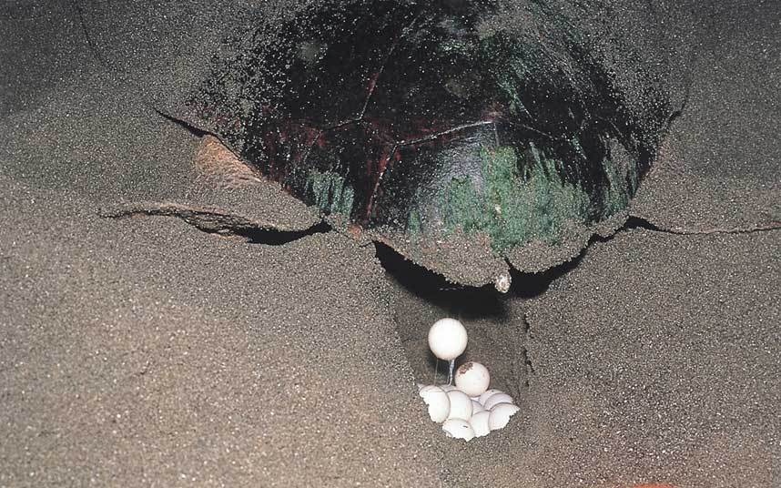 Loài rùa ở Nhật bị sụt giảm về số lượng, nhưng vẫn chưa đến mức báo động.