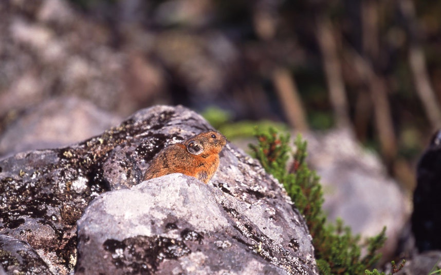 Pika là loài động vật có vú rất giống thỏ, sống ở vùng Biei, Hokkaido.
