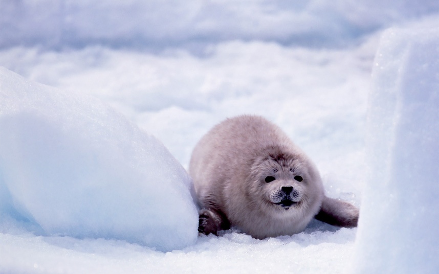 Có 5 loài hải cầu sống ở bờ biển Hokkaido, gồm Spotted, Kuril, Ribbon, Ringed và Bearded. Một trong những nơi tuyệt nhất để ngắm loài động vật dễ thương này là cảng Bakkai.